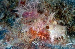 Juvenile Scorpionfish.It`s about 2cm.
D70,105mm.Kapalai,... by Frankie Tsen 